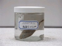 藏品(浪人鰺)的圖片